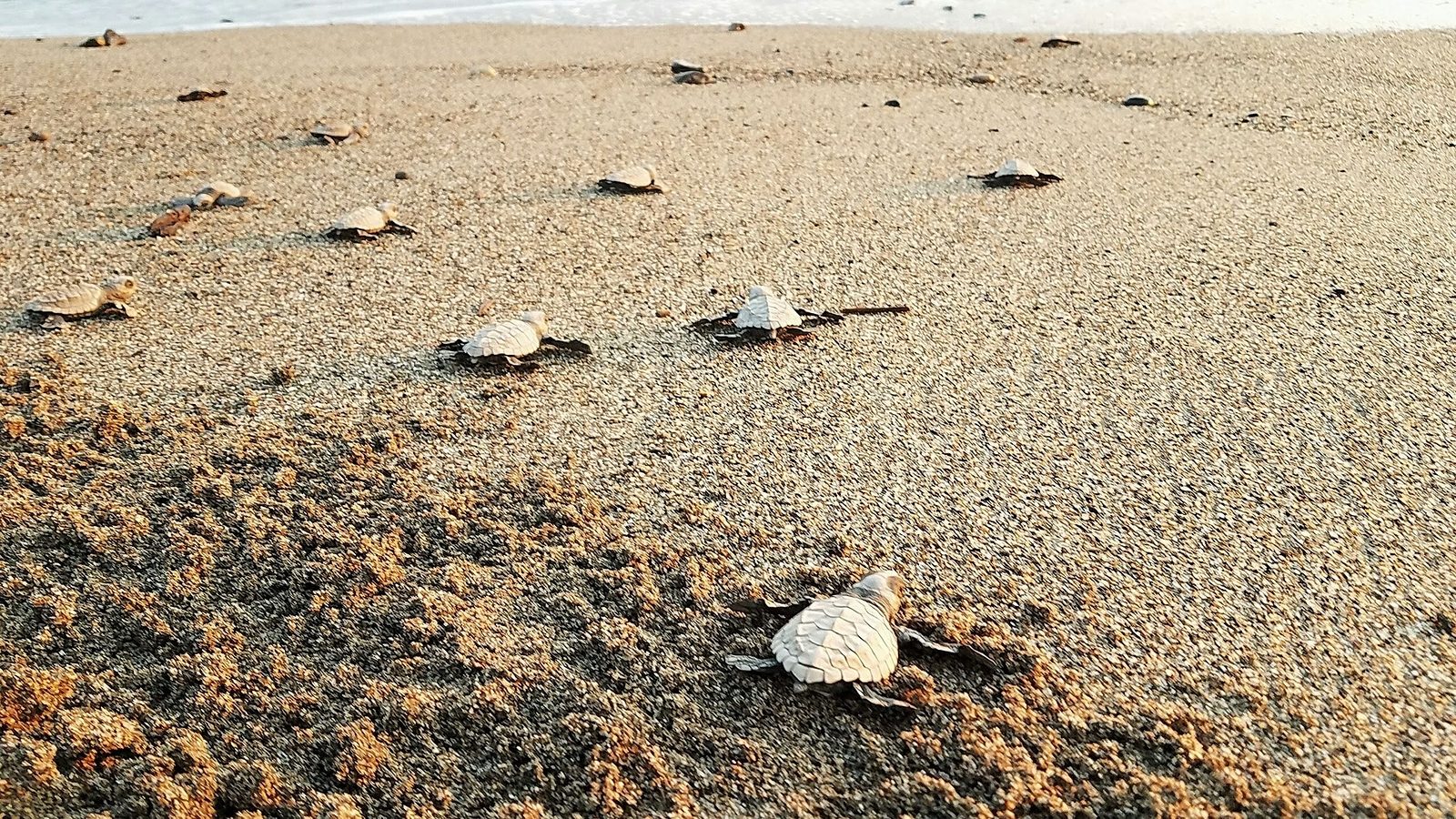 baby sea turtles on the beach going to the ocean